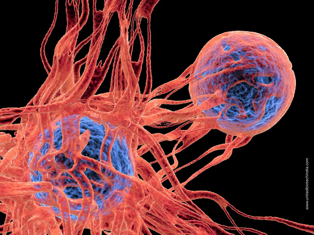 CAR-T-Cell-Therapy-in-India-Next-Gen-Cancer-Treatment-United-Biotech-India